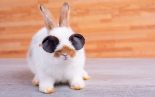 Rabbit sunglasses wood floor beatrix - a small rabbit free wallpaper