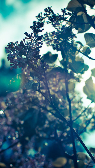 Close up plant leaves water - a close up of a plant free wallpaper for mobile