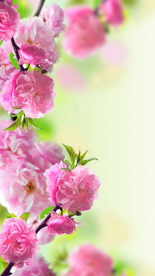 Pink flower white background green - cheng shifa free wallpaper for mobile
