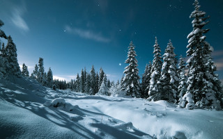 Snowy landscape moon trees aurora - a snowy landscape free wallpaper for desktop
