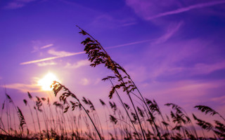 Purple sky sunset trees grass - a sun in the distance free wallpaper