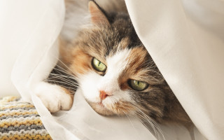 Cat peeking white curtain impressionism - its eye free wallpaper