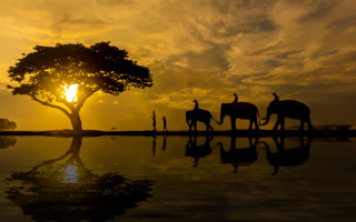 Elephants lake sunset tree people - a group of elephants free wallpaper