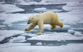 Polar bear ice floes wildlife - a polar bear free wallpaper