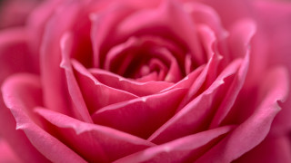 Pink rose macro black background - the center of the flower free wallpaper