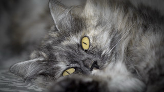 Cat yellow eyes laying bed - yellow eye free wallpaper