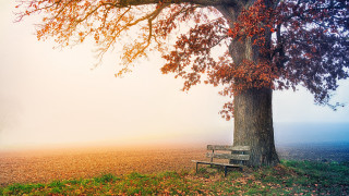 Bench under tree foggy autumn - underneath free wallpaper