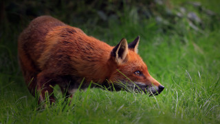 Red fox grass woods foraging - sharp focus free wallpaper for desktop