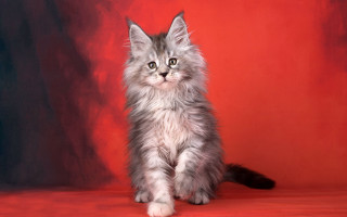 Fluffy gray kitten red background - fluffy free wallpaper