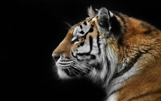 Tiger turned away black background - a tiger free wallpaper for desktop
