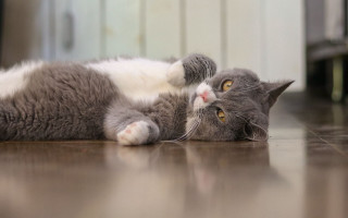 Black cat glamor pose superflat - its eye free wallpaper