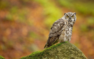 Small owl moss rock forest - top of a moss free wallpaper
