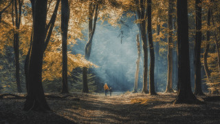 Forest trail yellow leaves long - yellow leaf free wallpaper for desktop