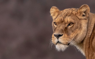 Lion closeup wildlife photography naturalism - a blurry background of trees and bushes free wallpaper for desktop