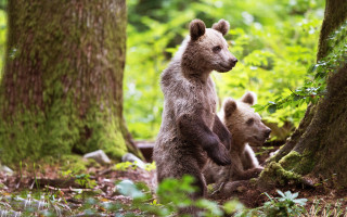 Bear cub woods mother flower - carl hoppe free wallpaper