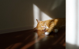 Cat sunbathing closedeyes shibasleeping realistic - its paw free wallpaper for desktop