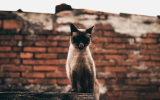 Cat brick wall tongue closed - a brick wall in the background free wallpaper