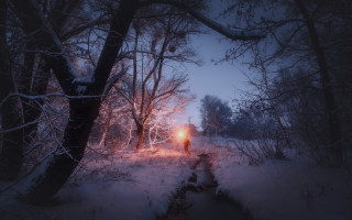 Snowy forest night flashlight autumn - a flashlight free wallpaper for desktop