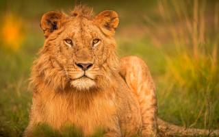 Lion sad face in grass - a lion free wallpaper
