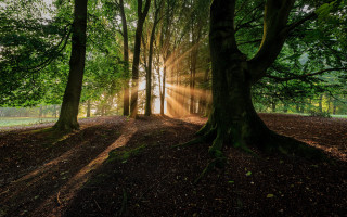 Forest sunshine leaves path light - light ray free wallpaper