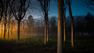 Bamboo forest sunset fog nature - tree and a sun free wallpaper