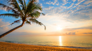 Palm tree beach sunset blue - a few cloud free wallpaper for desktop