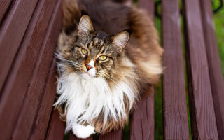 Cat sad eyes bench blurry - sad free wallpaper