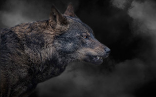 Black brown wolf smoke gothic - caspar wolf free wallpaper for desktop