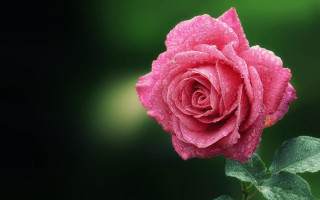 Pink rose water droplets gothic 2 - a pink rose free wallpaper for desktop