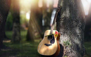 Guitar tree park flower rose - summer free wallpaper