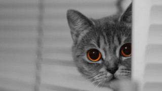 Cat orange eyes peeking behind - blind free wallpaper