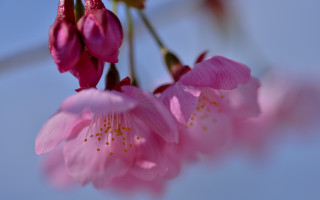 Pink flower closeup blue sky - a few cloud free wallpaper for desktop