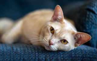 Curious cat blue couch felix - curious free wallpaper