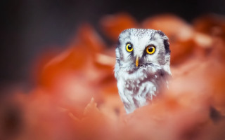 Owl yellow eyes bird fire - sharp focus free wallpaper