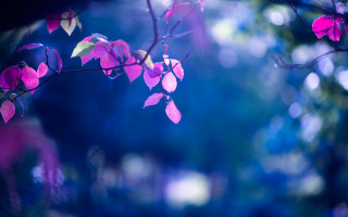 Pink flower forest bokeh blur - vivid color free wallpaper