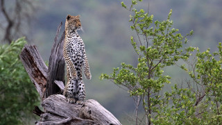 Leopard standing on tree branch - wild free wallpaper
