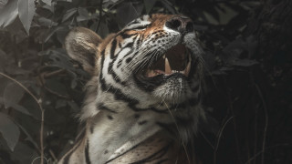 Tiger growling dark open mouth - mouth wide open free wallpaper