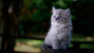 Kitten wooden bench park trees - the background and a blurry background free wallpaper