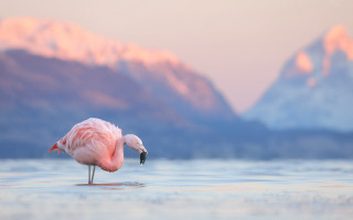Pink flamingo mountains sunset water - its beak free wallpaper
