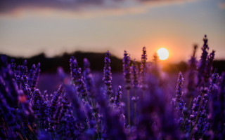 Lavender field sunset clouds moonlight - a field of lavender free wallpaper