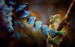 Frog branch water droplets photorealistic - a frog free wallpaper
