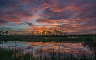 Sunset marsh trees water pink - charles ragland bunnell free wallpaper