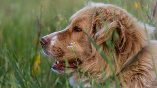 Dog tallgrass lookingup openmouth nature - the tall grass free wallpaper