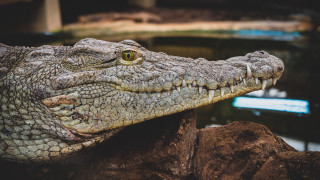 Crocodile head closeup water rocks - clovis trouille free wallpaper
