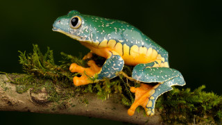 Frog yellow green spotted branch - a frog free wallpaper for desktop