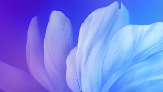 White flower blue purple background - a close up of a flower free wallpaper for desktop