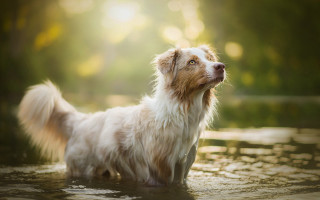 Dog water looking up bokeh - renaissance free wallpaper for desktop