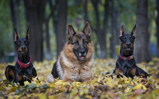 Three dogs leaves woods bokeh - three dog free wallpaper