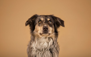 Dog sad serious portrait gradient - sad free wallpaper