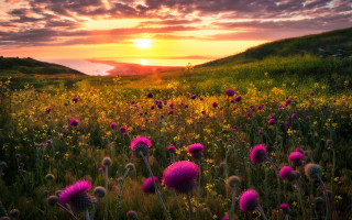 Flower field sunset lake mountains - the background and a body of water free wallpaper